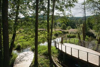 Biber-Beobachtsplattform Biber in der Auenlandschaft