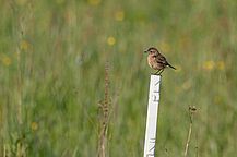 Vögel Bund Naturschutz Artenschutz