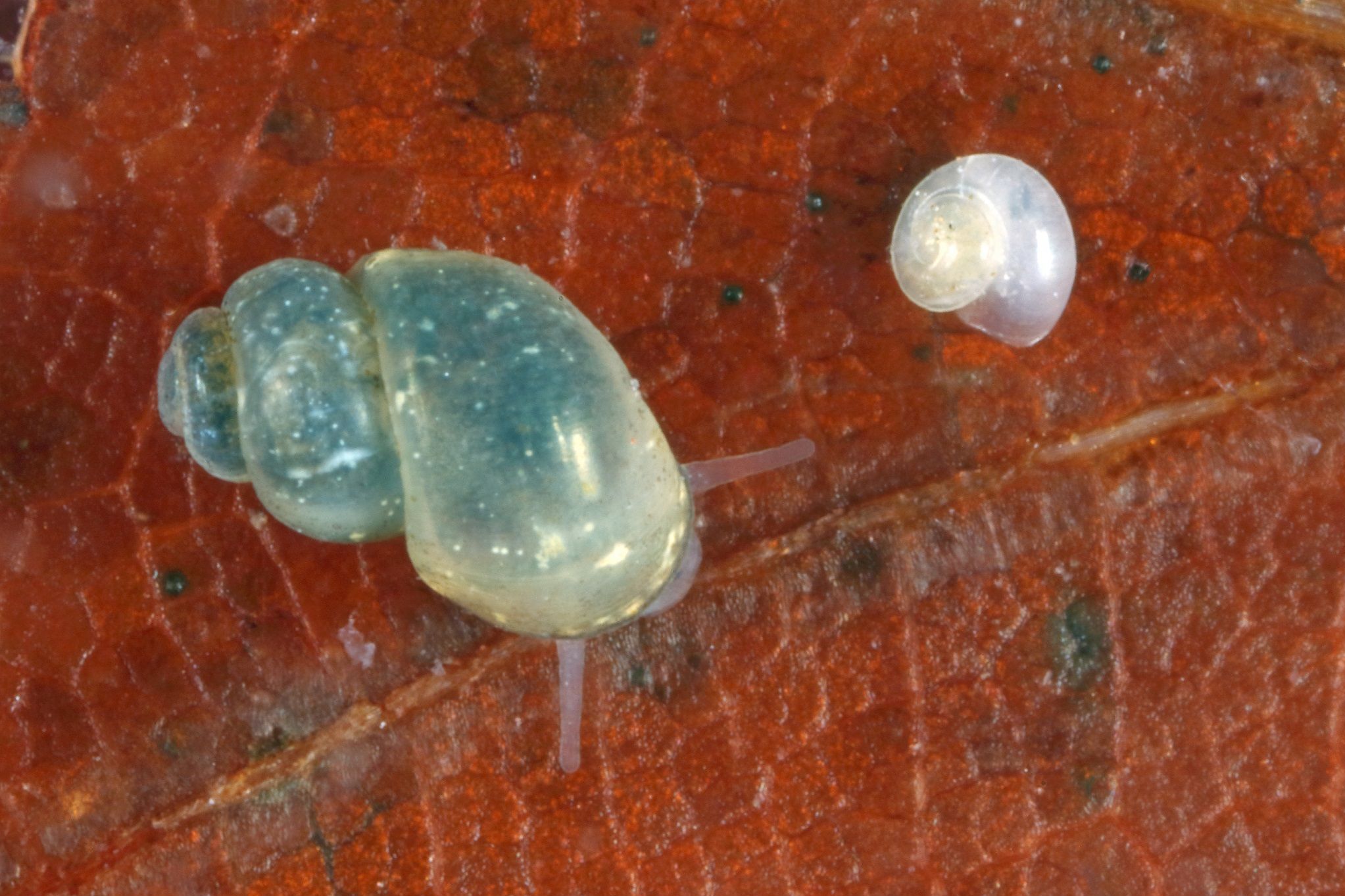 Das Bild zeigt ein Jung- und ein Alttier der Rhön-Quellschnecke in vergrößerter Darstellung.