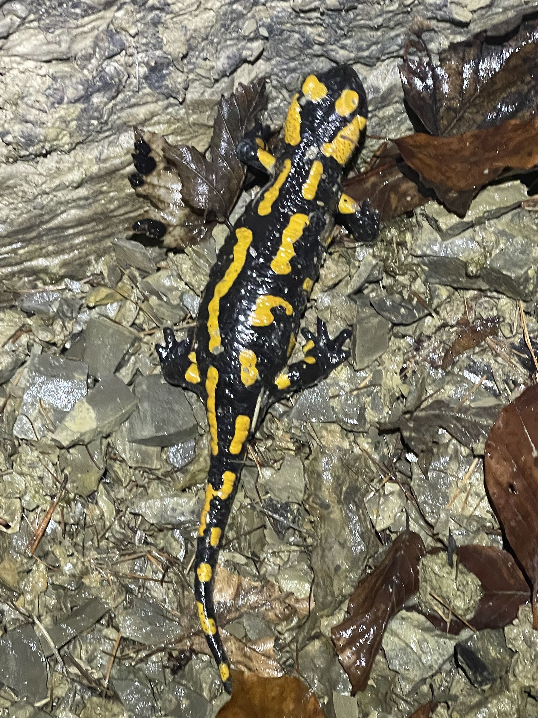 Feuersalamanderweibchen verlässt das Winterquartier