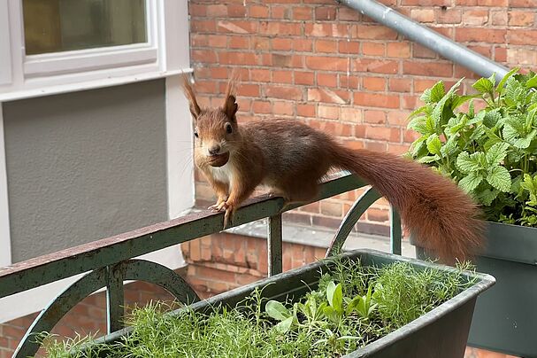 Eichhörnchen Artenschutz Bund Naturschutz