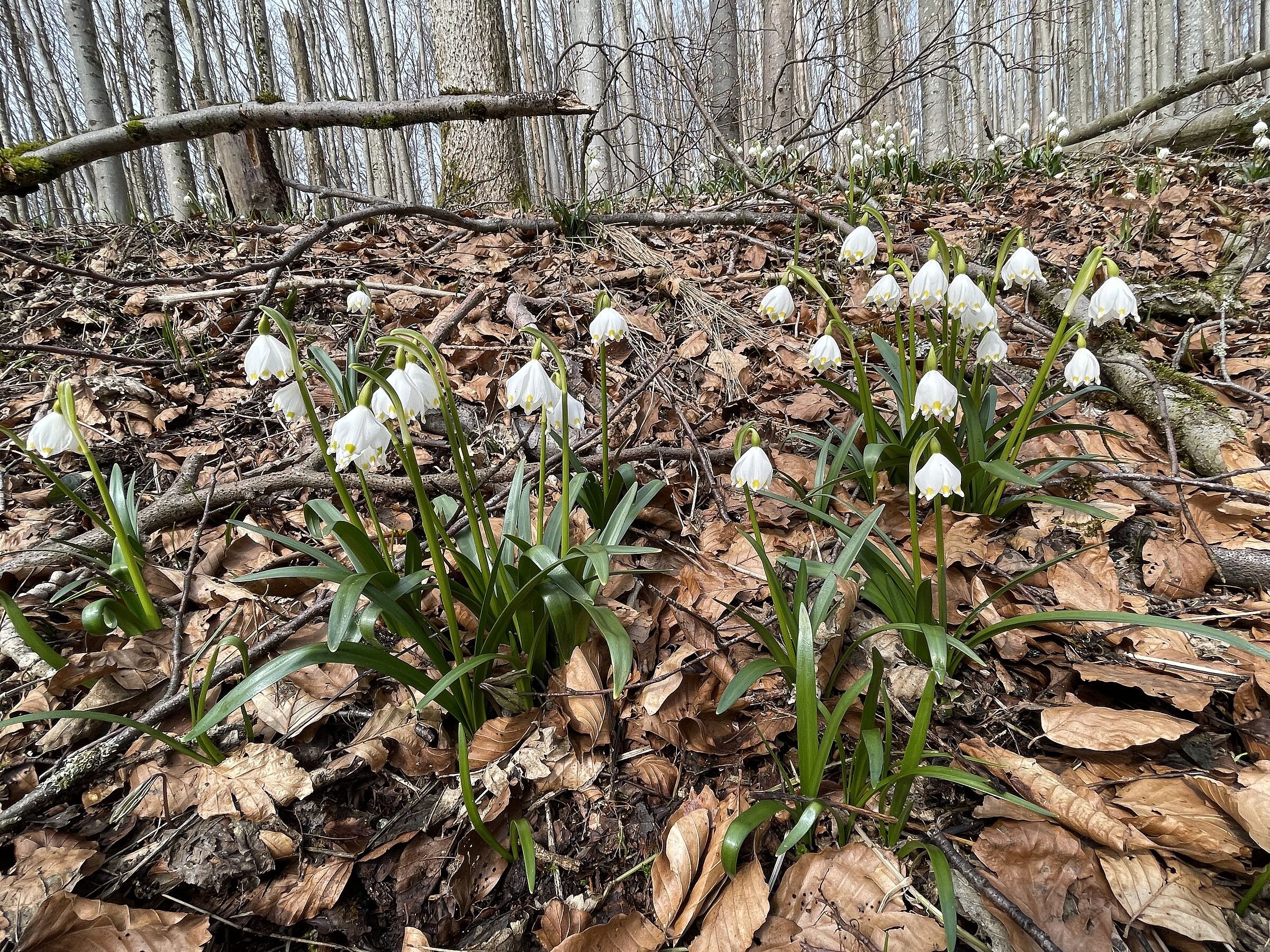 Artenschutz Märzenbecher