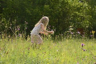 Wildblumen Schmetterlinge naturnah