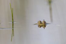 Vögel Bund Naturschutz Artenschutz
