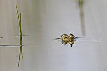 Vögel Bund Naturschutz Artenschutz
