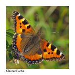 Kleiner Fuchs