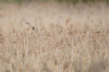 Vögel Bund Naturschutz Artenschutz