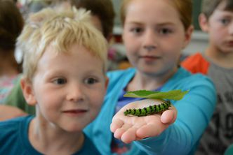 Schmetterlinge Umweltbildung Naturschutz Artenschutz