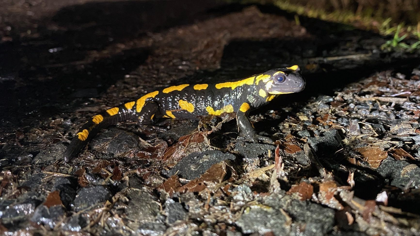 Feuersalamander auf einem regennassen Weg