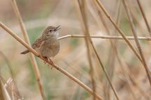 Vögel Bund Naturschutz Artenschutz Feldschwirl, G. Zieger