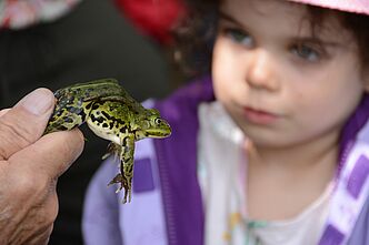 Umweltbildung für groß und klein - der Bund Naturschutz pflegt Biotope, schafft Lebensräume und schützt gefährdete Arten wie hier Amphibien Bund Naturschutz schützt Amphibien