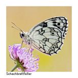 Schachbrettfalter