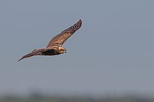 Vögel Bund Naturschutz Artenschutz