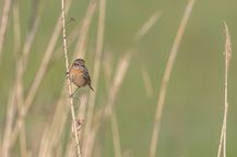 Vögel Bund Naturschutz Artenschutz