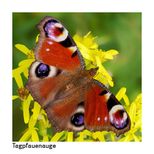 Tagpfauenauge