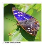 Kleiner Schillerfalter