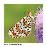 Roter Scheckenfalter
