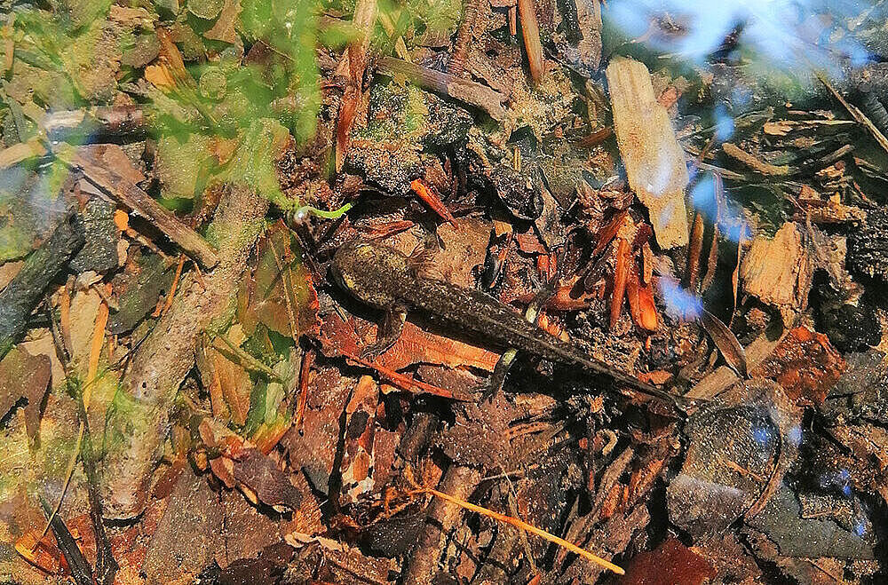 Larve eines Feuersalamanders in einem Quellbach in der bayerischen Rhön; 