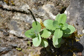 Foto: E. Assmann