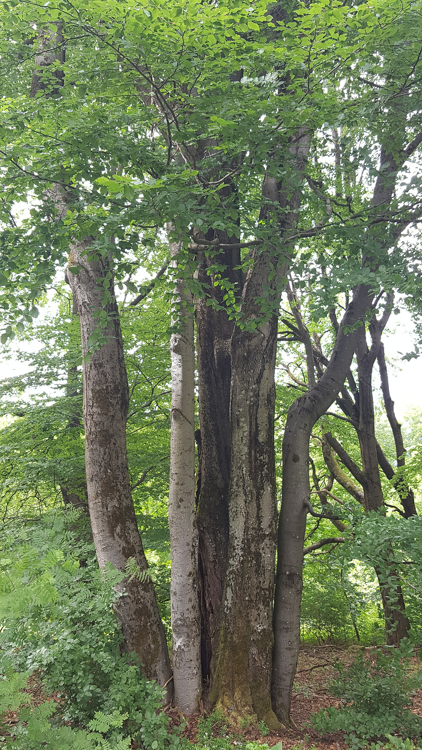 Alte Buche im Naturschutzgebiet Schwarze Berge