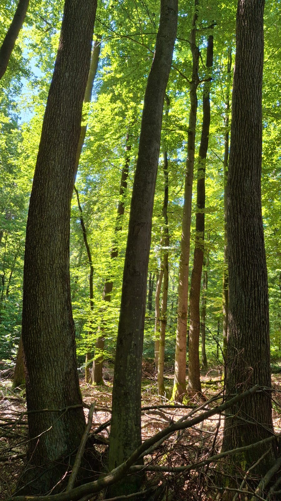 Alte Waldbestände