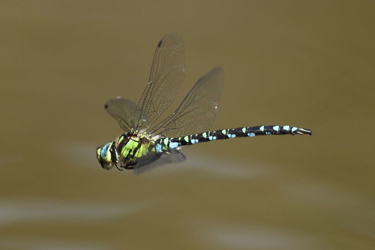 Libelle Mosaikjungfer Artenschutz
