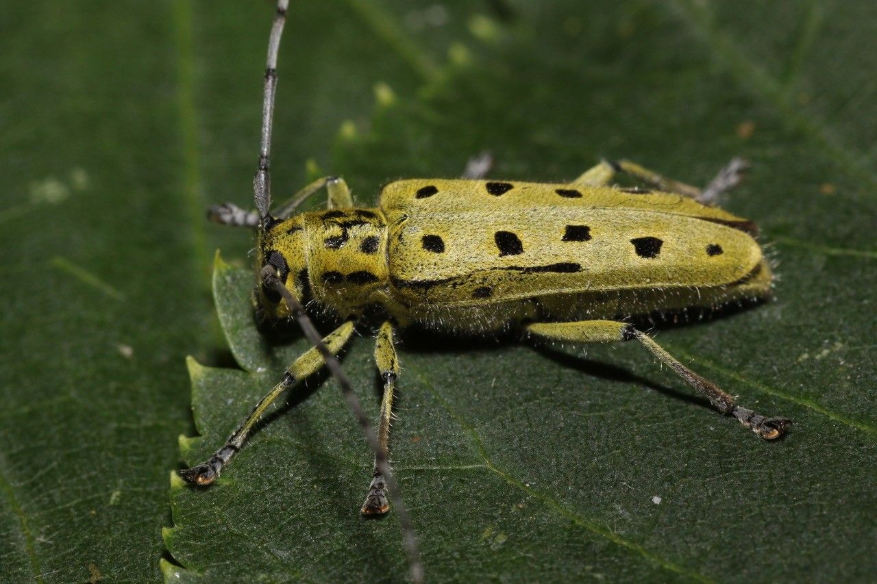 Artenkenntnis Bockkäfer Bund Naturschutz