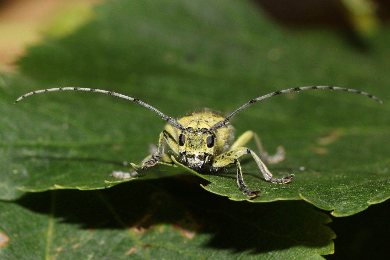 Artenkenntnis Bockkäfer Bund Naturschutz