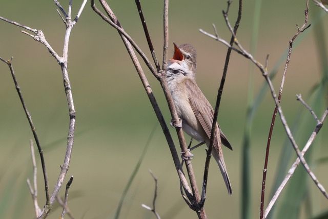 Biodiversität Artenkenner Bund Naturschutz