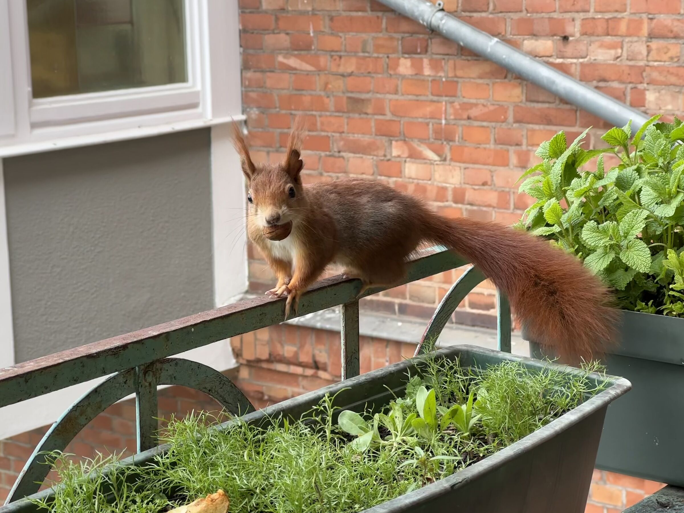 Eichhörnchen Artenschutz Bund Naturschutz