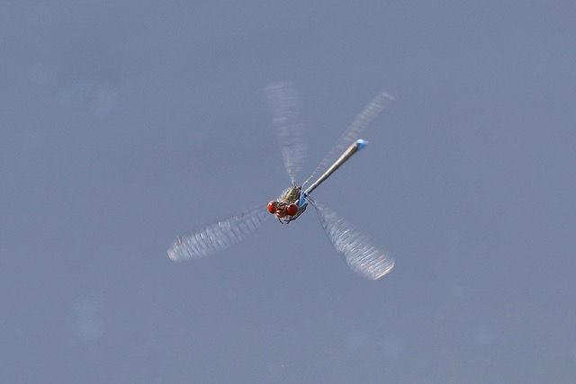 Artenvielfalt Libelle Bund NAturschutz