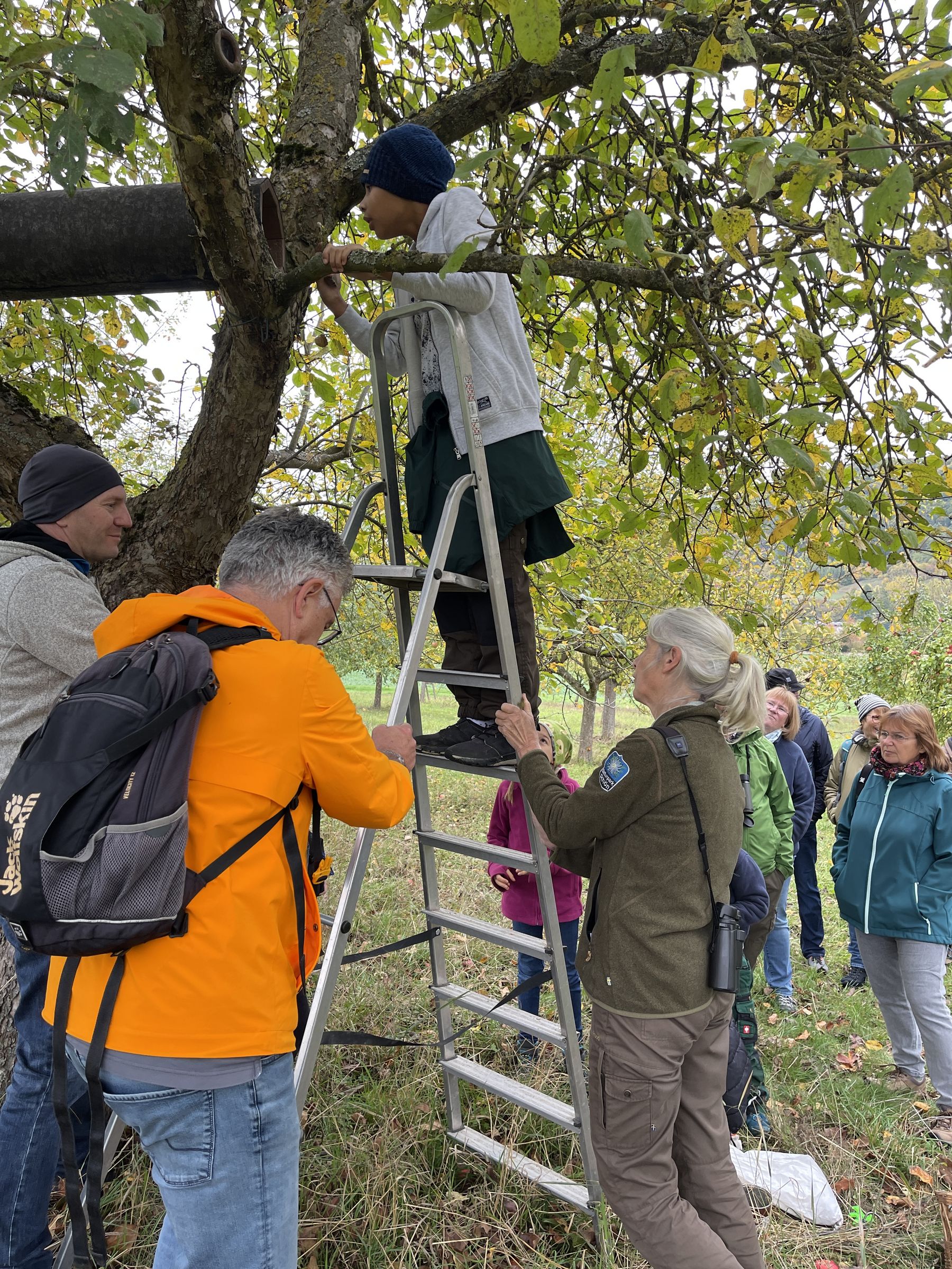 Artenschutzprojekte Steinkauz Streuobst