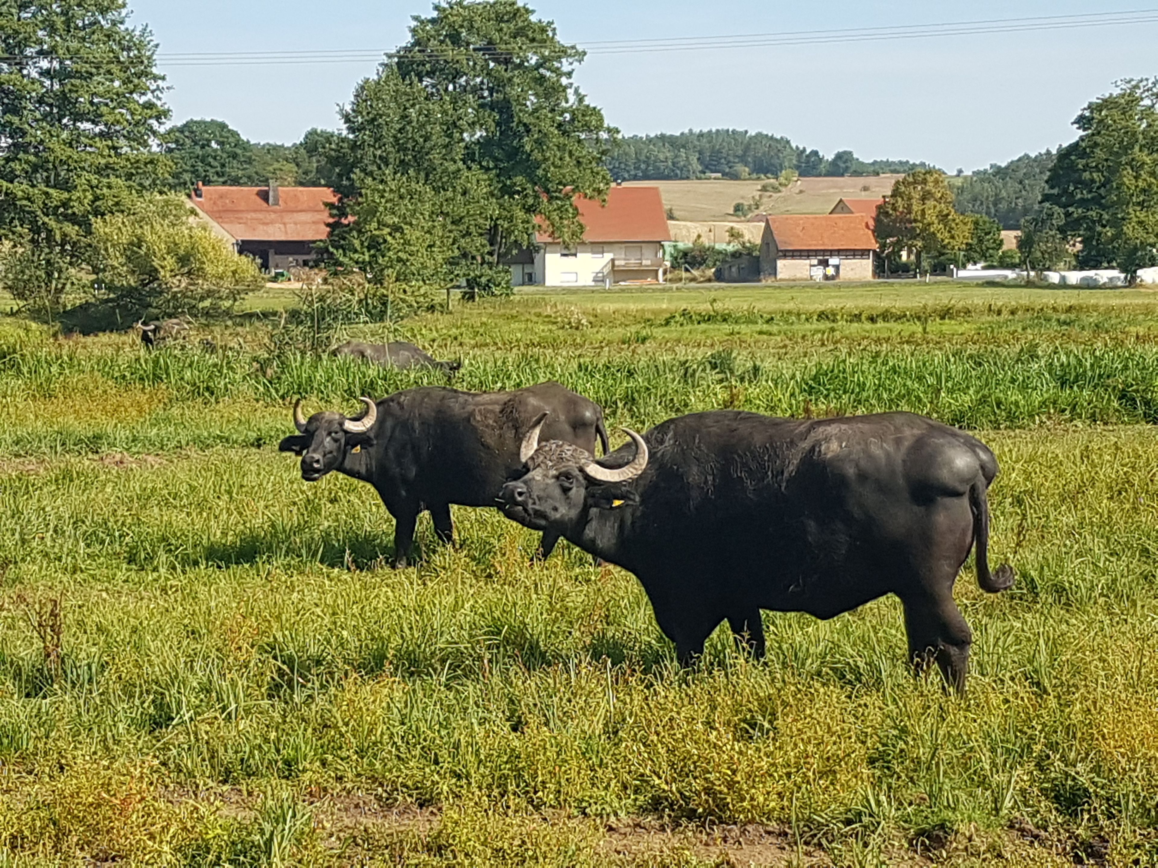 Beweidung Wasserbüffel