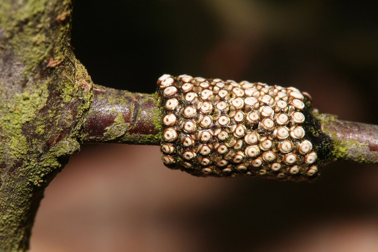 Insekten Artenschutz