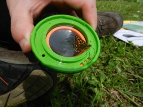 Schmetterlinge Spiele in der Natur