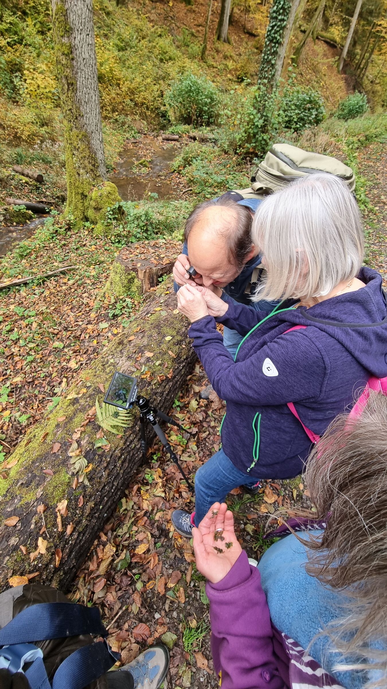 Ingo Queck betrachtet im Kaskadental Moose unter einer Lupe. Ein paar Interessierte schauen gespannt zu. 