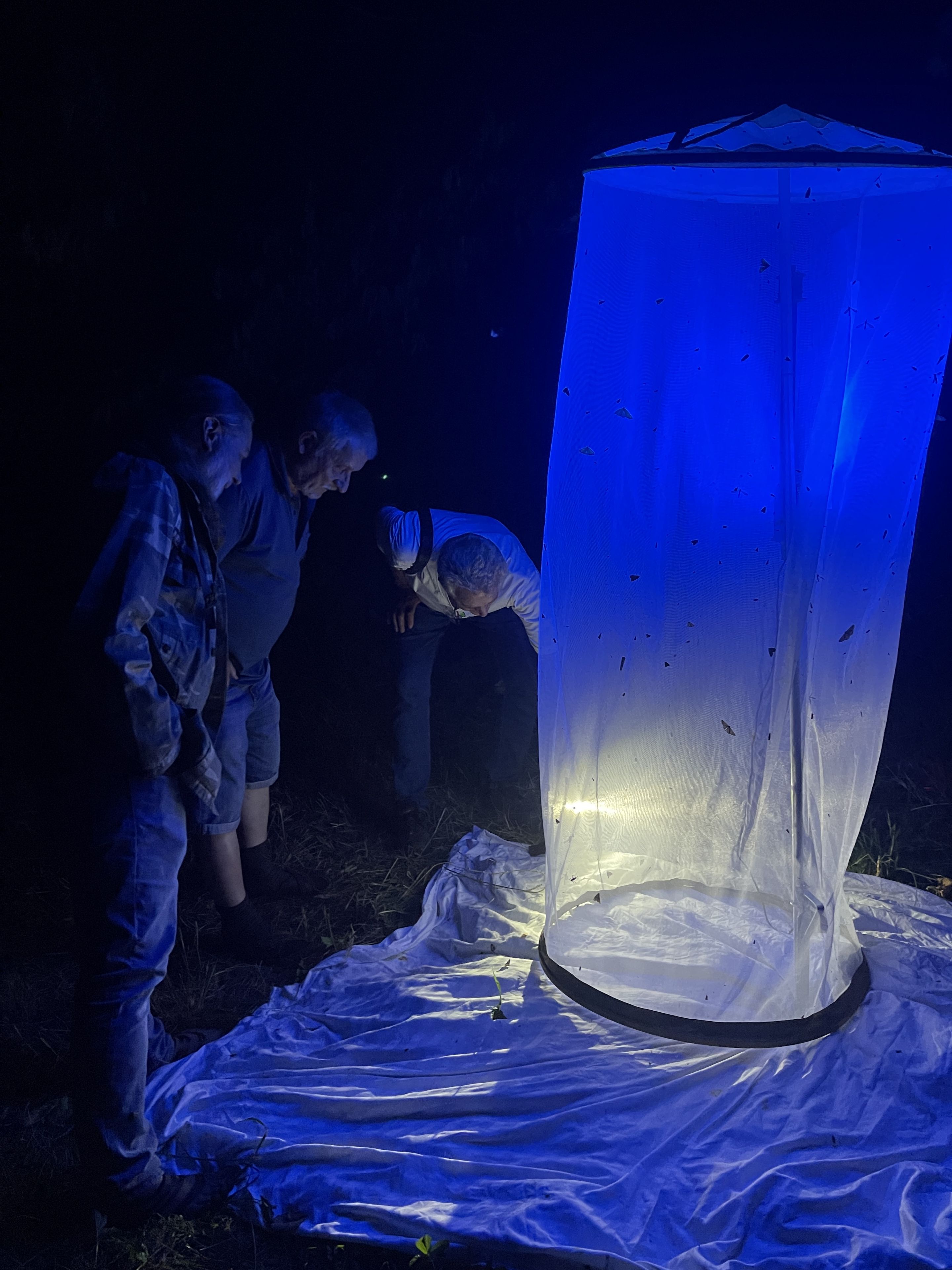 Artenschutz Nachtfalter